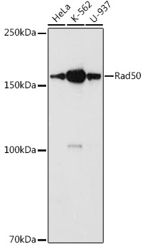 Rad50 Rabbit Polyclonal Antibody - Image 2