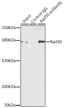 Rad50 Rabbit Polyclonal Antibody - Image 4