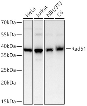 Rad51 Rabbit Monoclonal Antibody