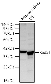 Rad51 Rabbit Polyclonal Antibody