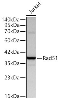 Rad51 Rabbit Polyclonal Antibody - Image 2
