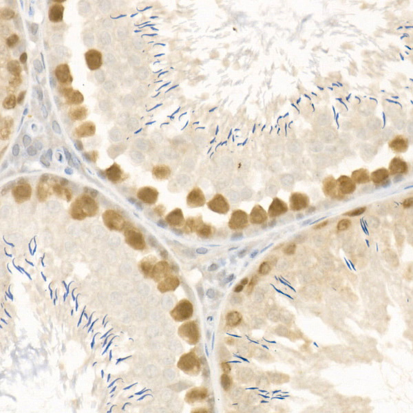 Rad51 Rabbit Polyclonal Antibody - Image 4