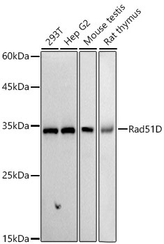 Rad51D Rabbit Monoclonal Antibody
