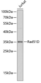 Rad51D Rabbit Polyclonal Antibody