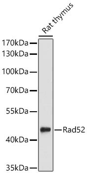 Rad52 Rabbit Polyclonal Antibody
