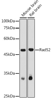 Rad52 Rabbit Polyclonal Antibody