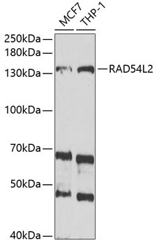 RAD54L2 Rabbit Polyclonal Antibody
