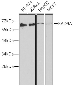 RAD9A Rabbit Polyclonal Antibody