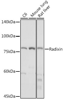 Radixin Rabbit Monoclonal Antibody