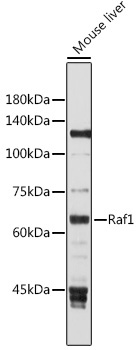 Raf1 Rabbit Polyclonal Antibody
