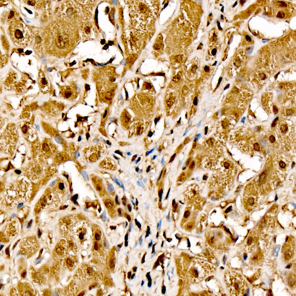 Raf1 Rabbit Polyclonal Antibody - Image 2