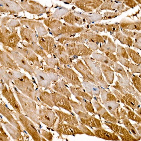 Raf1 Rabbit Polyclonal Antibody - Image 4