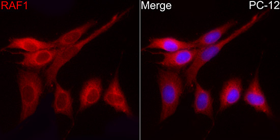 Raf1 Rabbit Polyclonal Antibody - Image 5