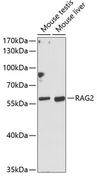 RAG2 Rabbit Polyclonal Antibody