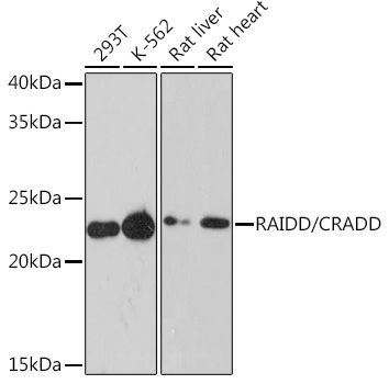 RAIDD/CRADD Rabbit Monoclonal Antibody