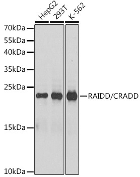 RAIDD/CRADD Rabbit Polyclonal Antibody