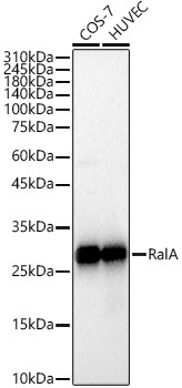 RalA Rabbit Monoclonal Antibody