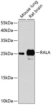 RALA Rabbit Polyclonal Antibody