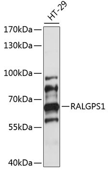 RALGPS1 Rabbit Polyclonal Antibody