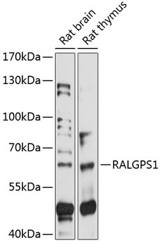 RALGPS1 Rabbit Polyclonal Antibody