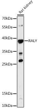 RALY Rabbit Polyclonal Antibody