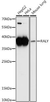 RALY Rabbit Polyclonal Antibody - Image 2