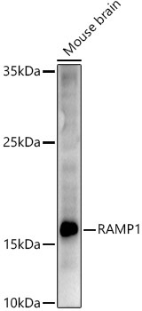 RAMP1 Rabbit Polyclonal Antibody