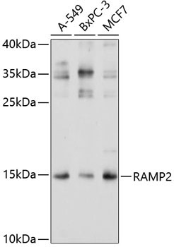RAMP2 Rabbit Polyclonal Antibody