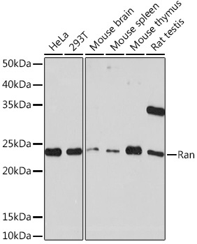 Ran Rabbit Monoclonal Antibody
