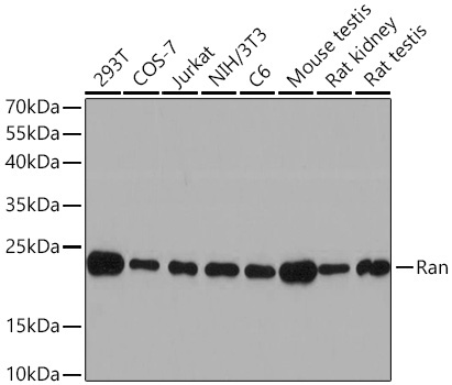 Ran Rabbit Polyclonal Antibody