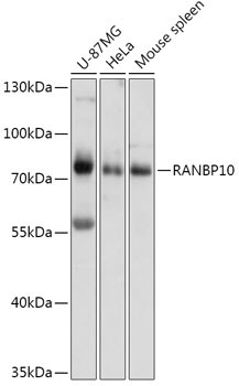 RANBP10 Rabbit Polyclonal Antibody