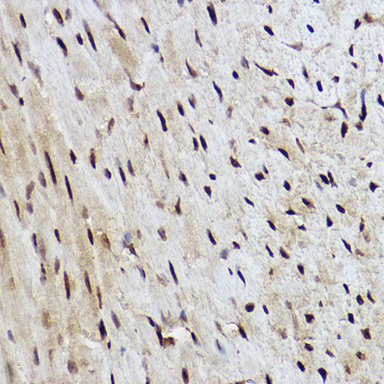 RANBP3 Rabbit Monoclonal Antibody