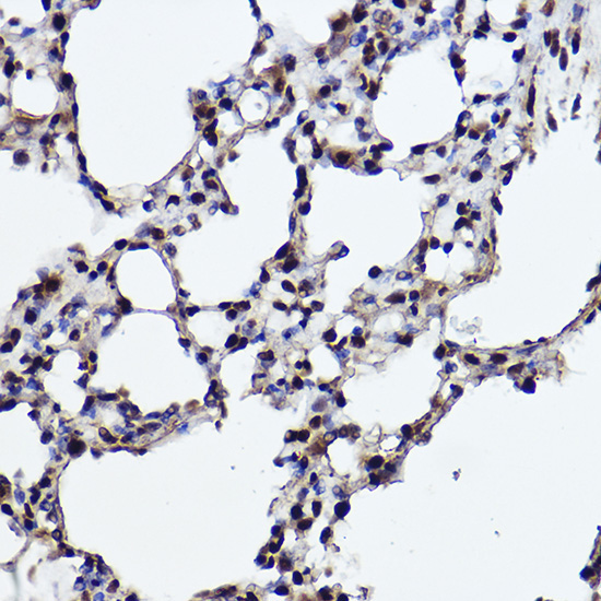 RANBP3 Rabbit Monoclonal Antibody - Image 2