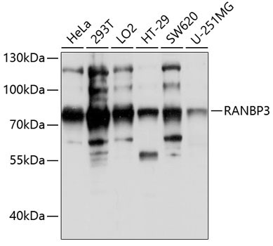 RANBP3 Rabbit Polyclonal Antibody