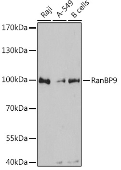 RanBP9 Rabbit Polyclonal Antibody
