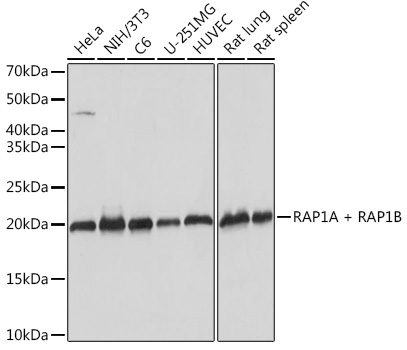 RAP1A + RAP1B Rabbit Monoclonal Antibody