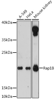 Rap1B Rabbit Polyclonal Antibody