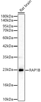 RAP1B Rabbit Polyclonal Antibody