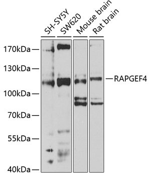 RAPGEF4 Rabbit Polyclonal Antibody
