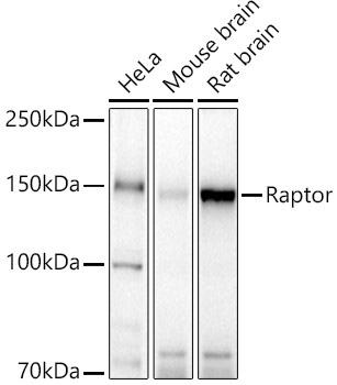 Raptor Rabbit Polyclonal Antibody