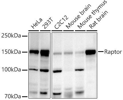 Raptor Rabbit Polyclonal Antibody