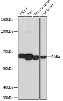 RARAlpha Rabbit Monoclonal Antibody
