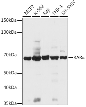 RARAlpha Rabbit Polyclonal Antibody