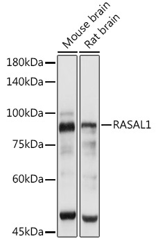 RASAL1 Rabbit Polyclonal Antibody