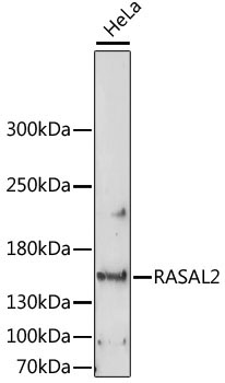 RASAL2 Rabbit Polyclonal Antibody