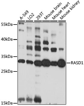 RASD1 Rabbit Polyclonal Antibody