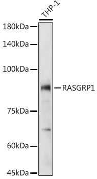 RASGRP1 Rabbit Polyclonal Antibody