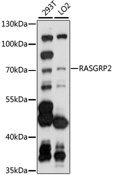 RASGRP2 Rabbit Polyclonal Antibody