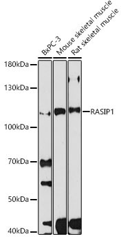 RASIP1 Rabbit Polyclonal Antibody