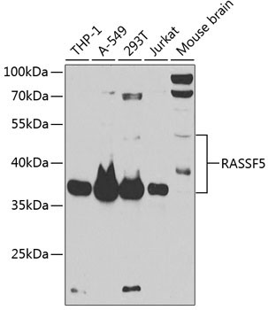 RASSF5 Rabbit Polyclonal Antibody